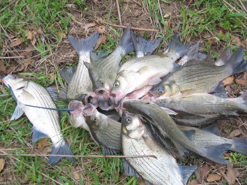 Yegua Creek Newmans Bottom 32608 Bass Fishing Forum